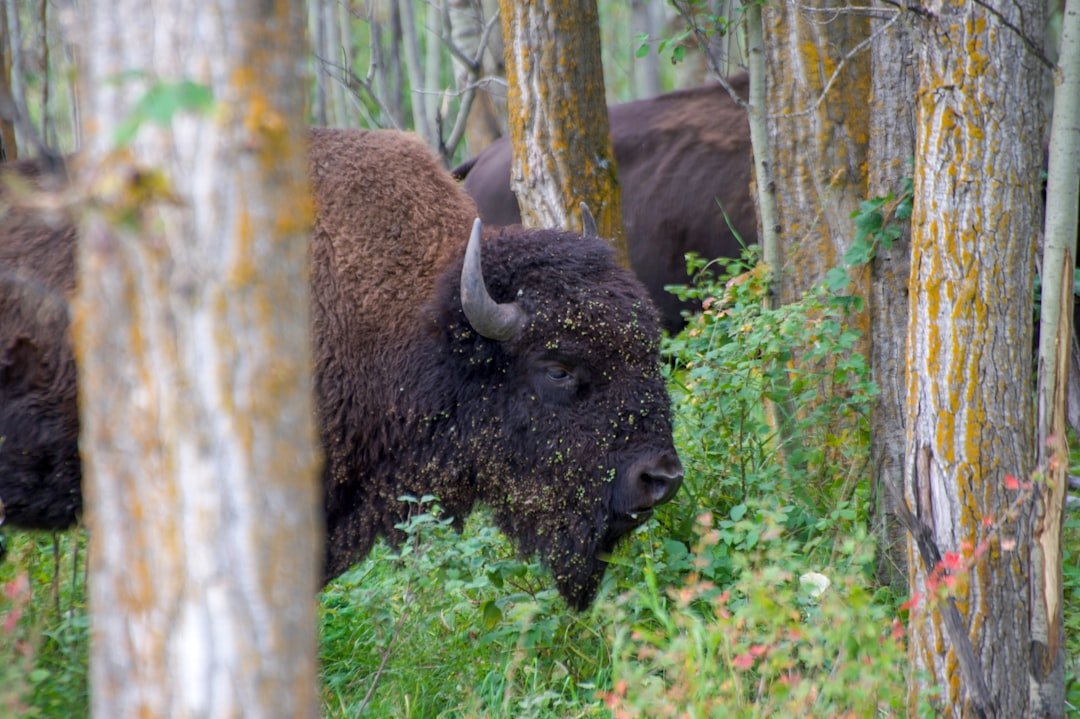 Buffalo National Park