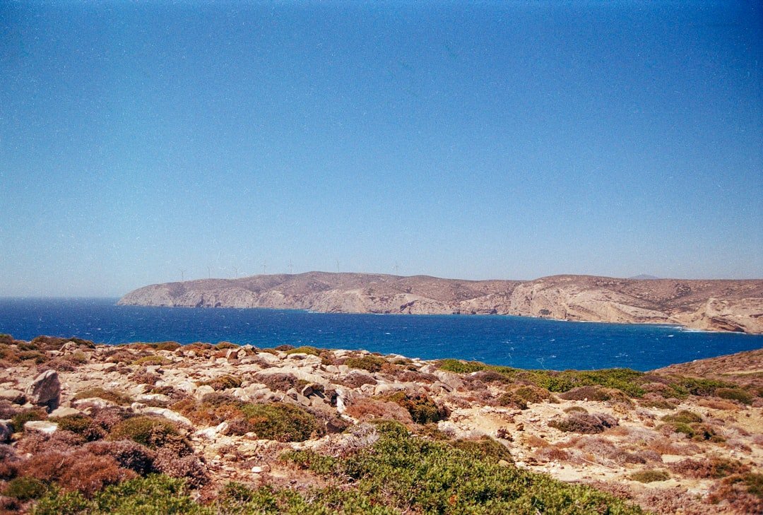 Amarylida