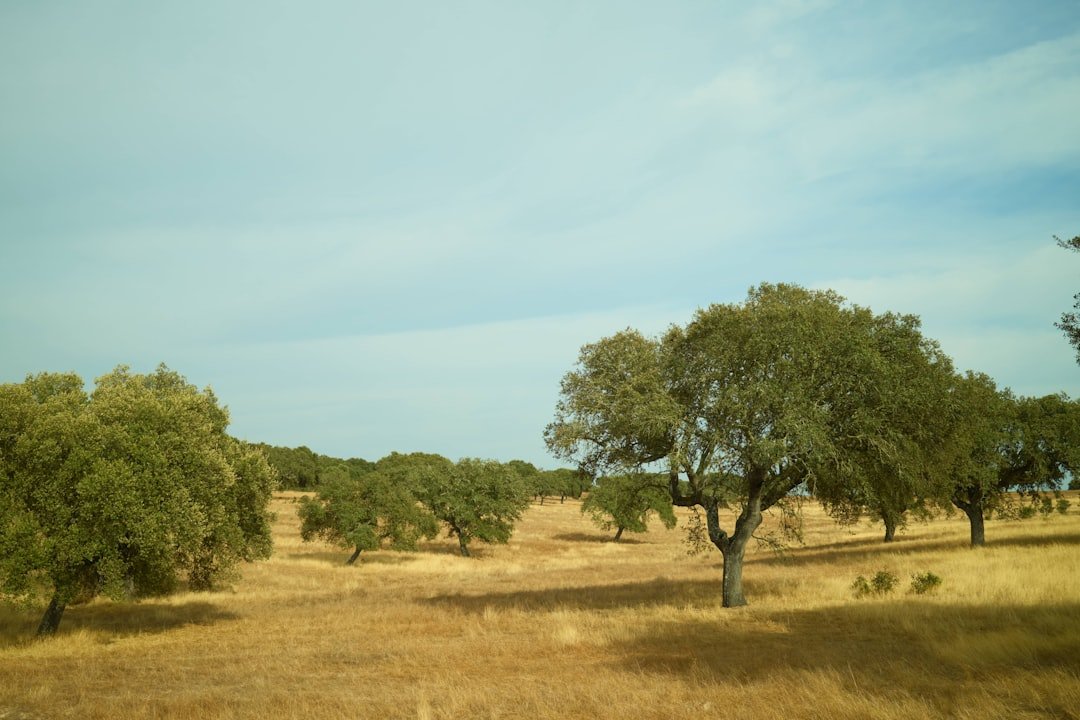Cabeço da Maceira