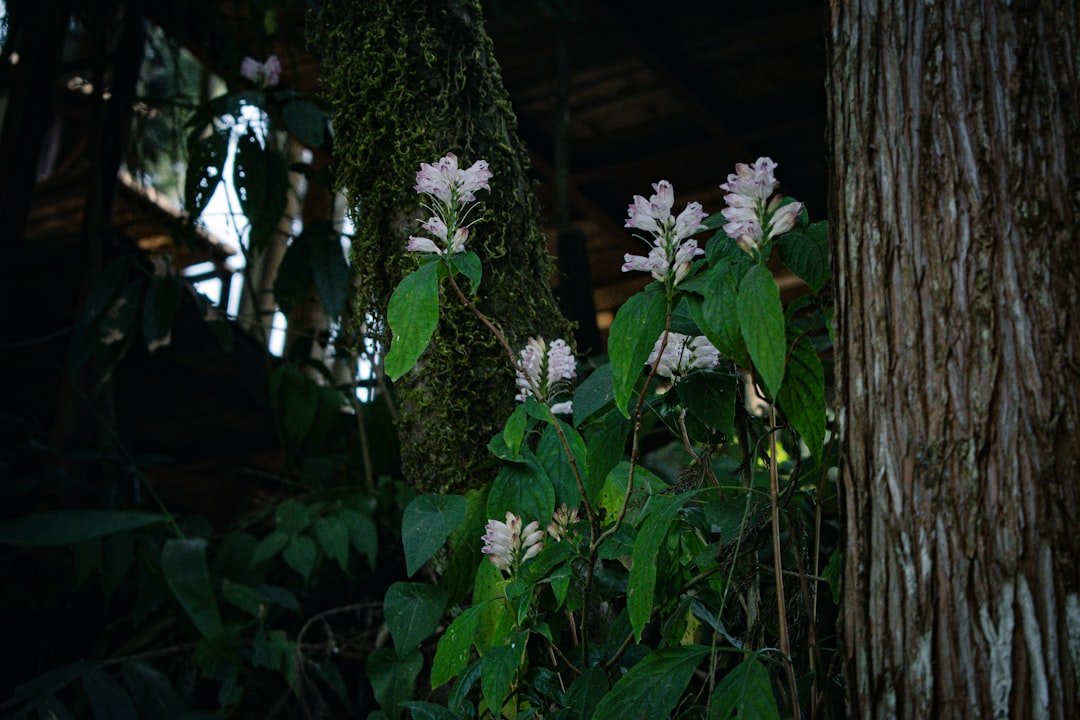 Molino de Flores Nezahualcóyotl National Park