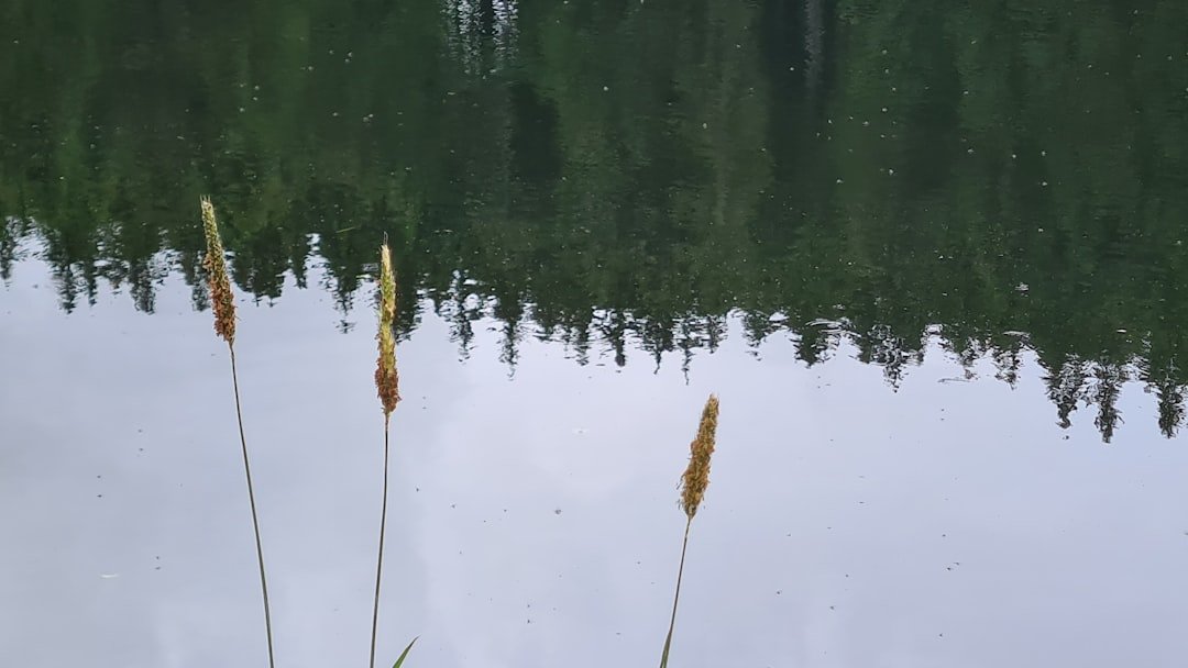 Danau Elauloh