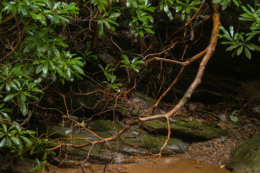 Nam Tok Huai Yang National Park