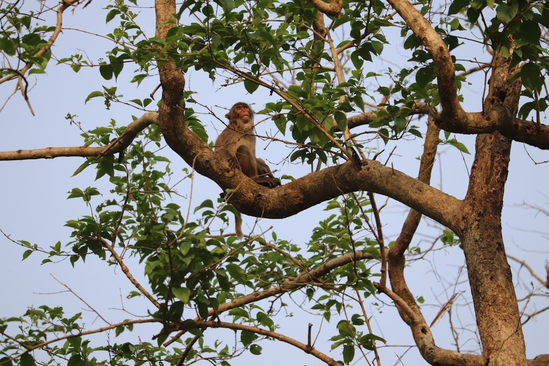 Jaldapara National Park