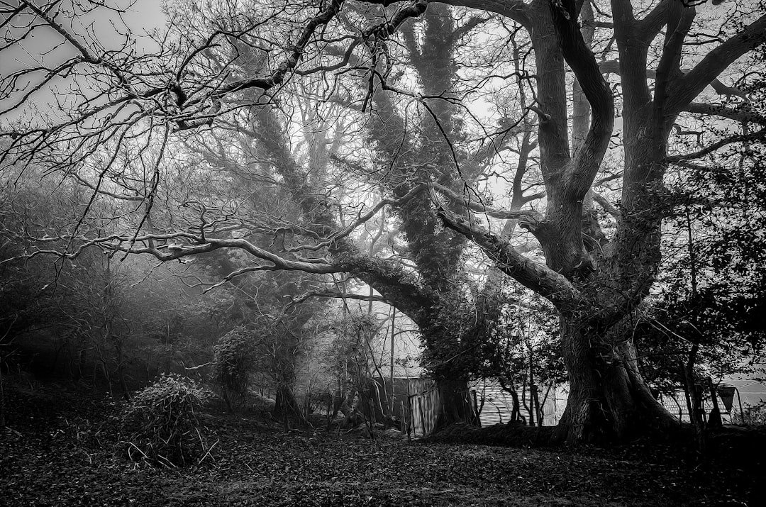 Ash Tree Cave