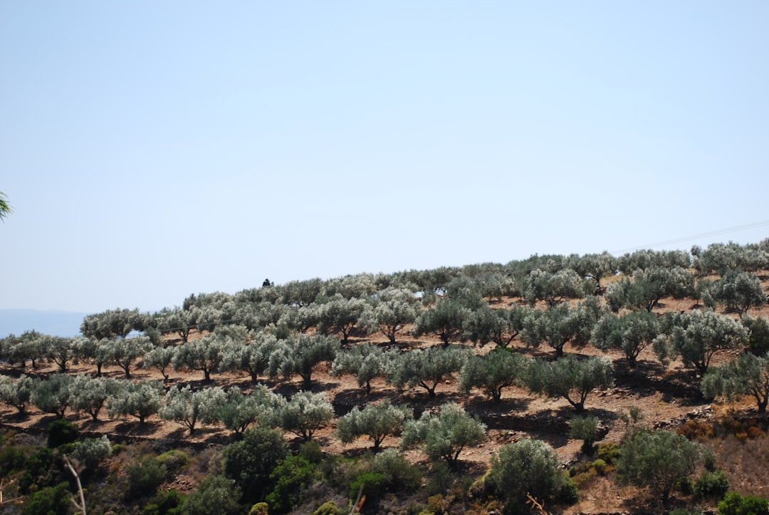 Agriosali