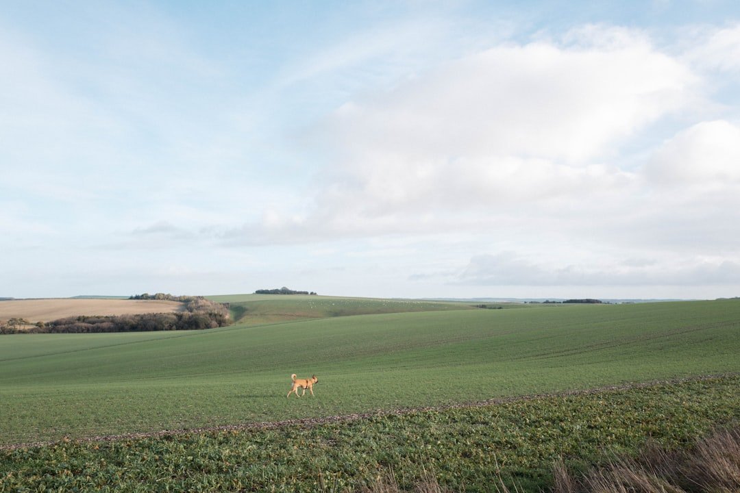 Fox Holes