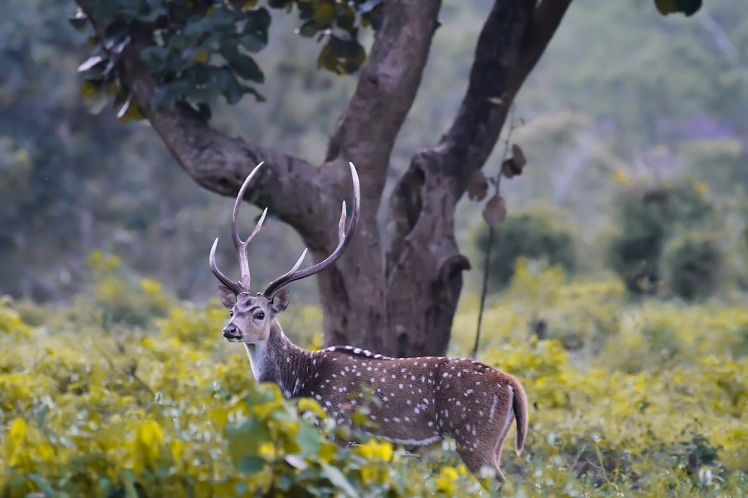 Shivapuri Nagarjun National Park