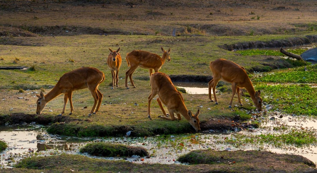 Phu Kradueng National Park