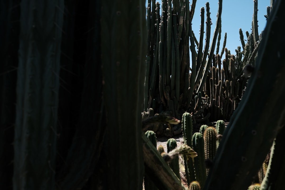Cueva El Cedro