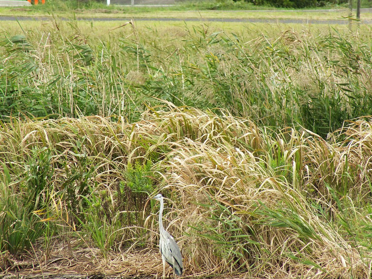 Koyama-ike