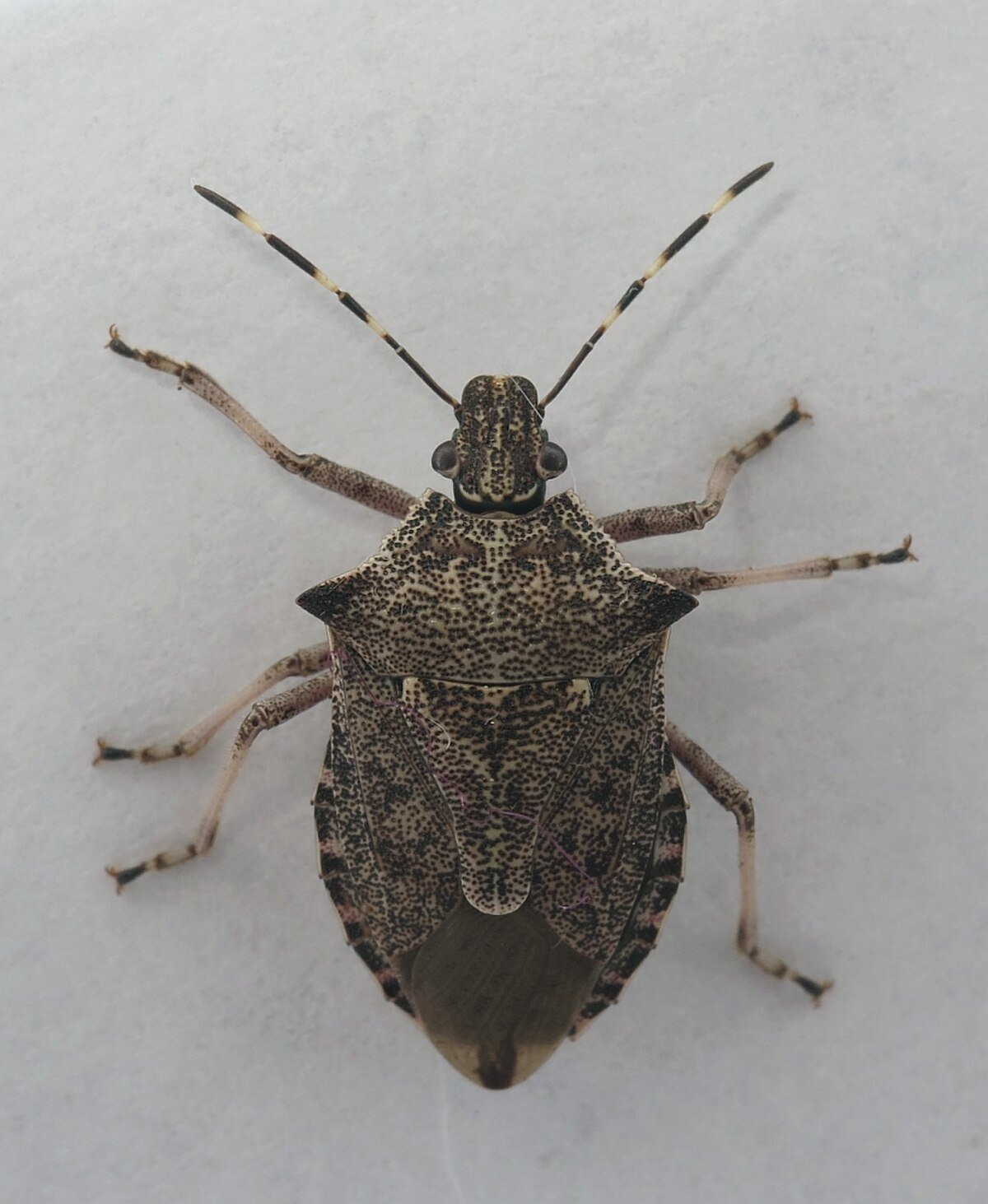 Benzevelios
