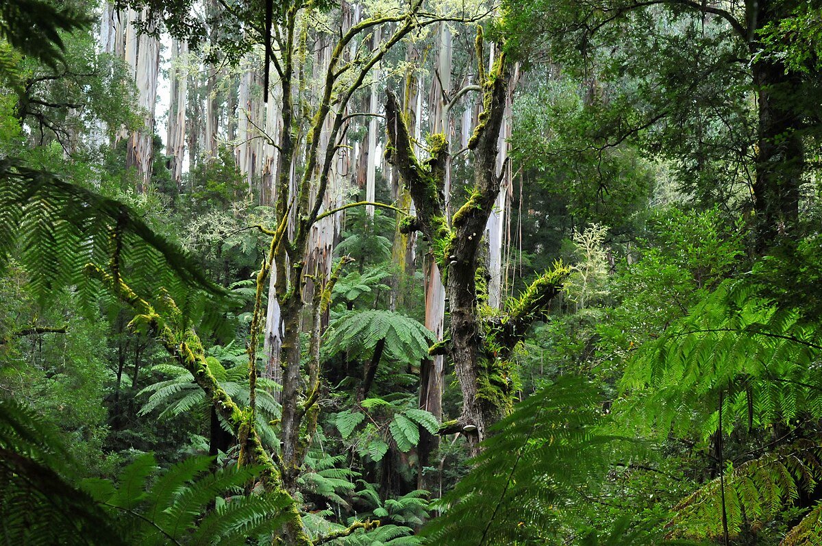 Cyathea Falls