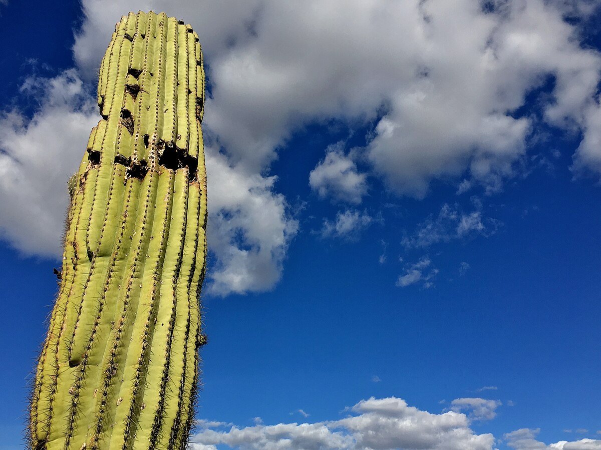Adams Mesa
