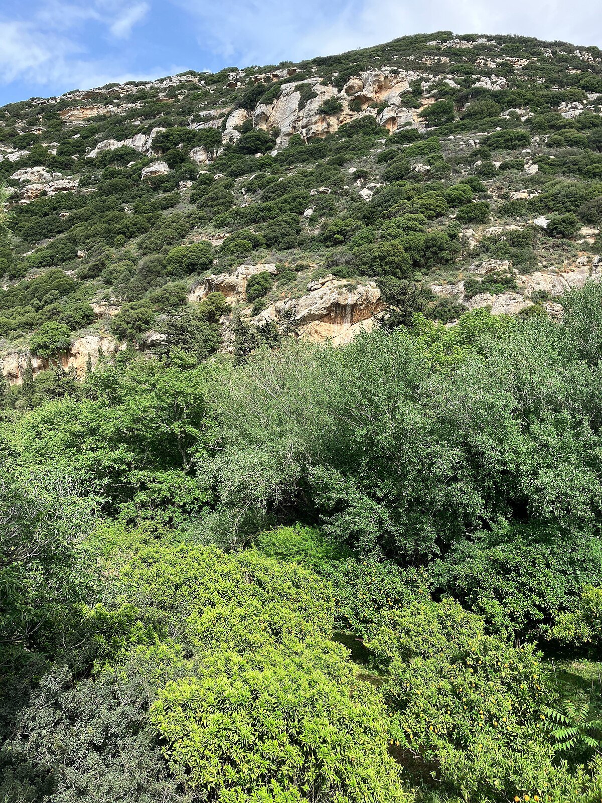 Stravomyti
