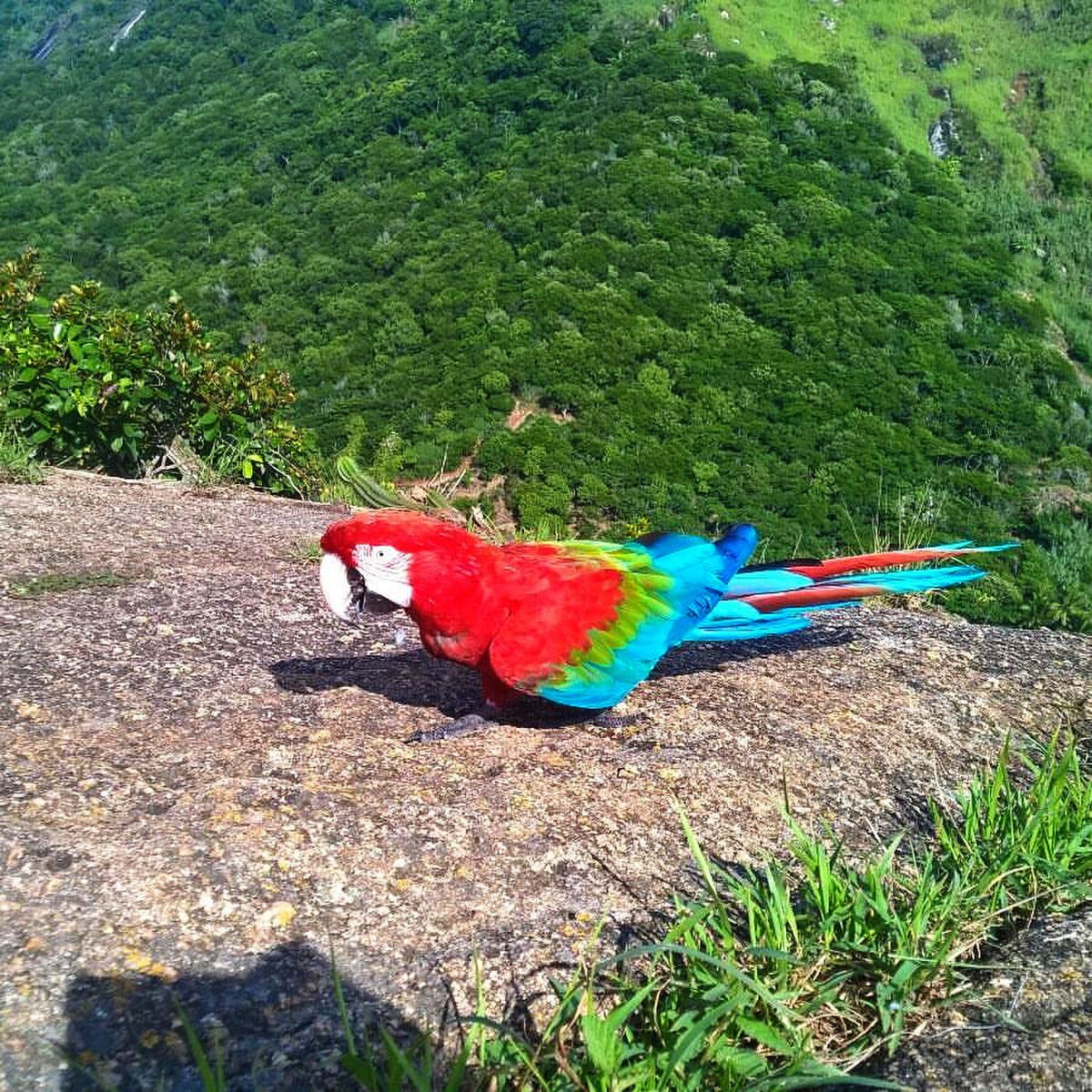 Alto da Mangalarga