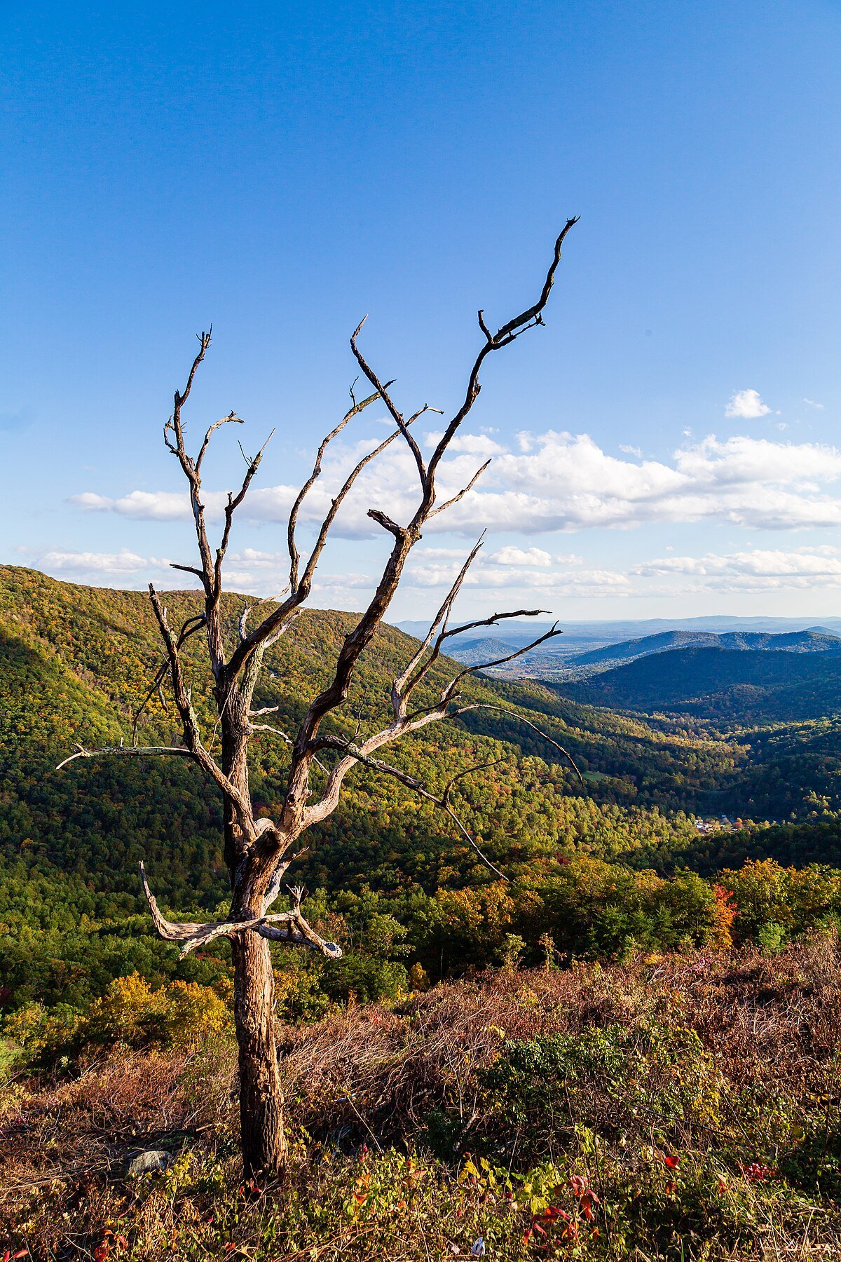 Bacon Hollow Overlook