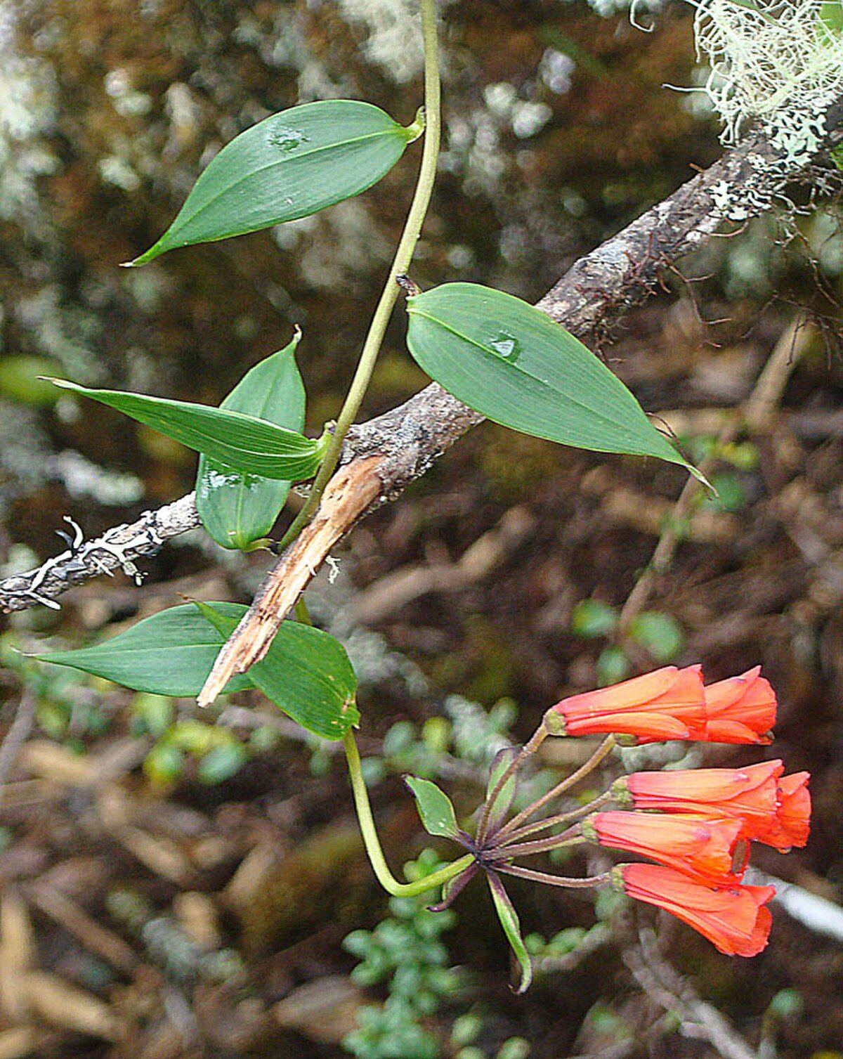 Cerro Buena Vista
