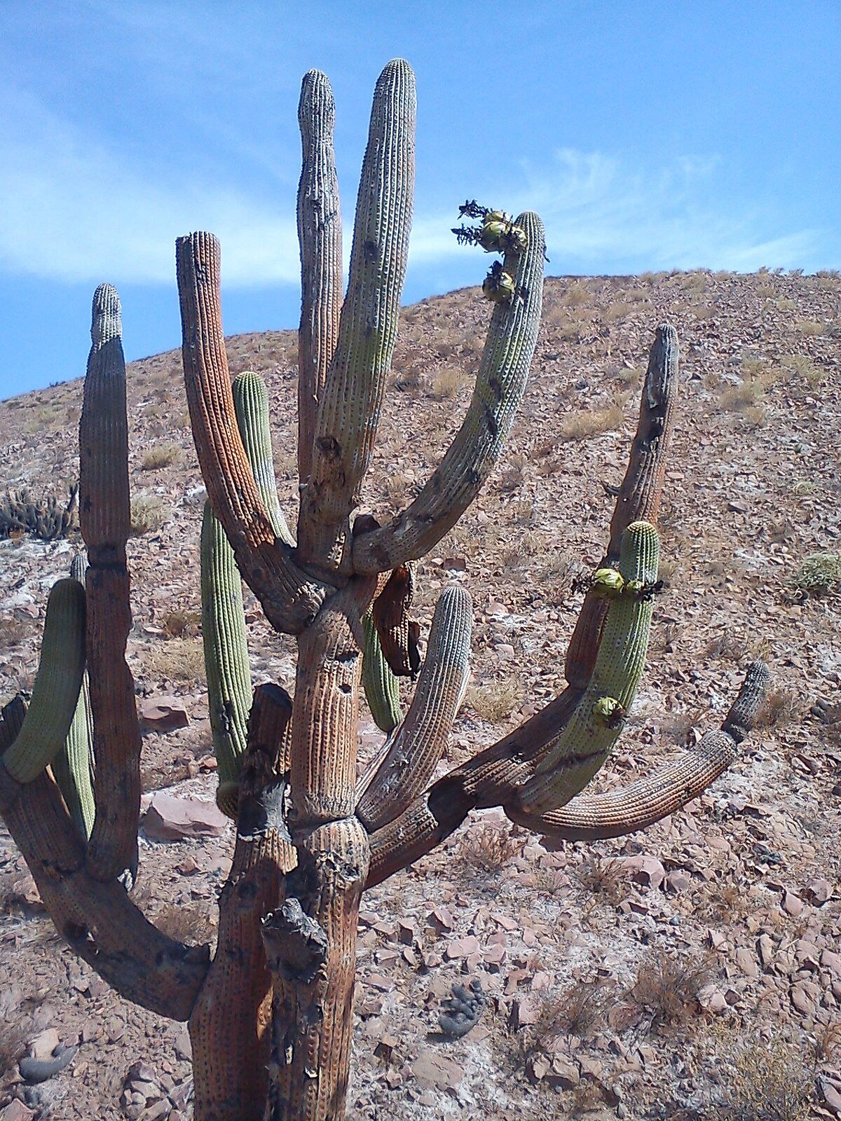 Cerro Nicholson