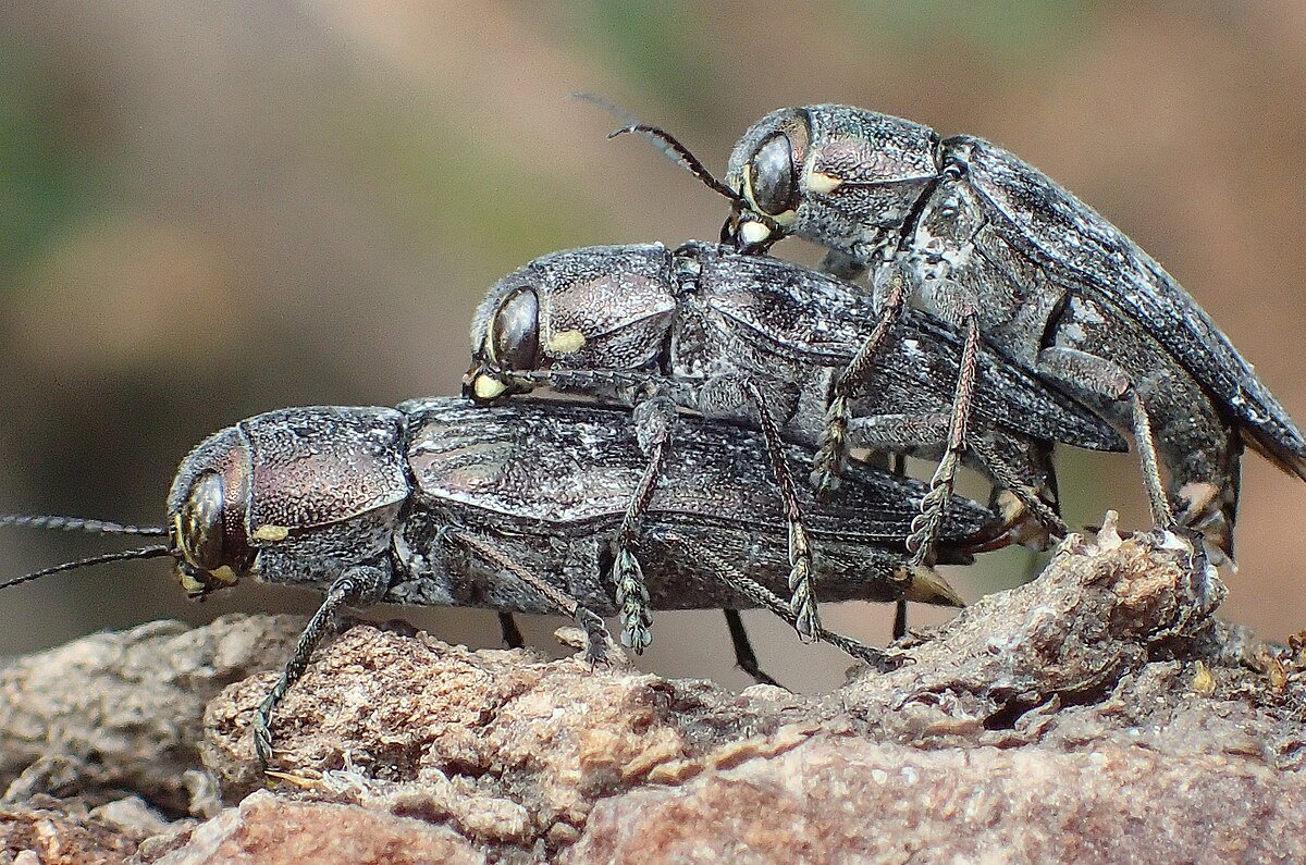 Berkia