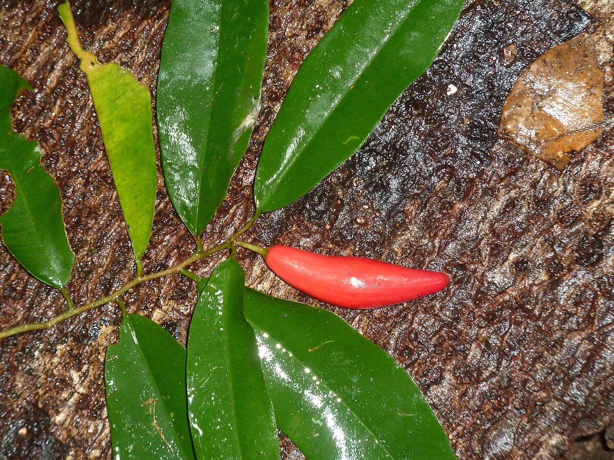 Cerro Chocuaco