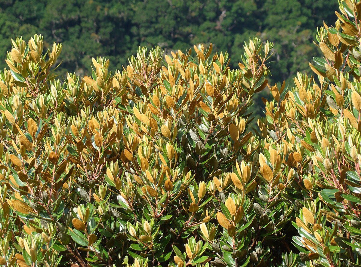 Cerro Páramo