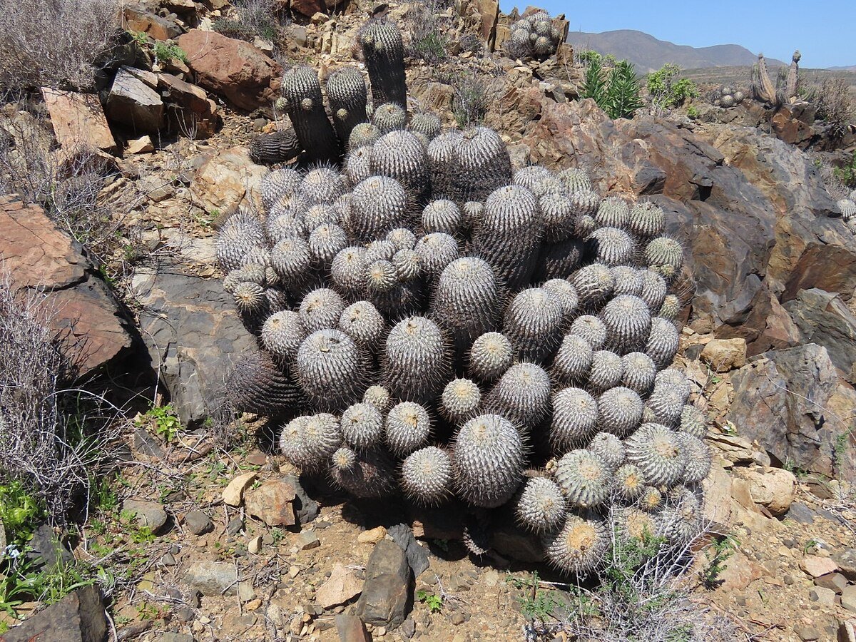 Llanos de Challe National Park