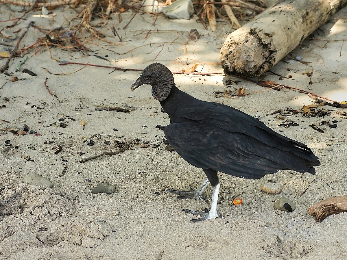 Playa Mal País