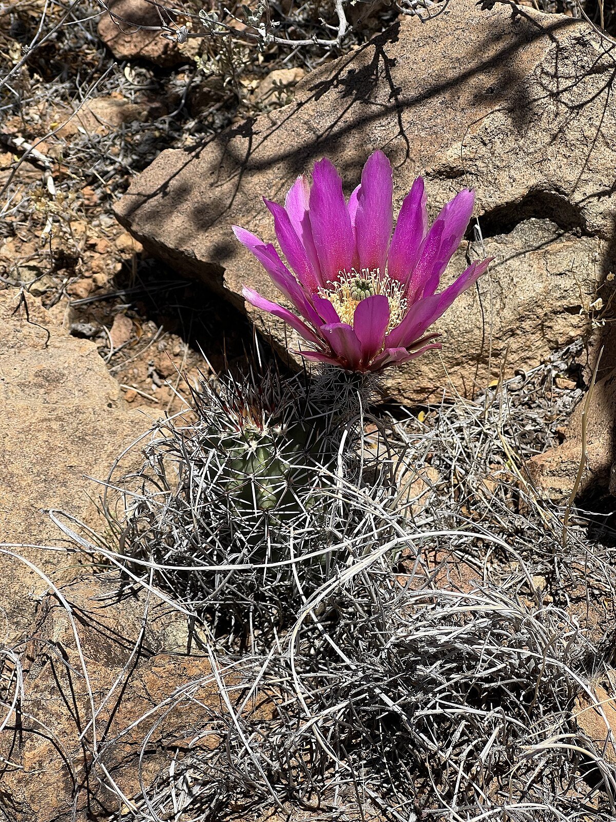 Aberdeen Peak