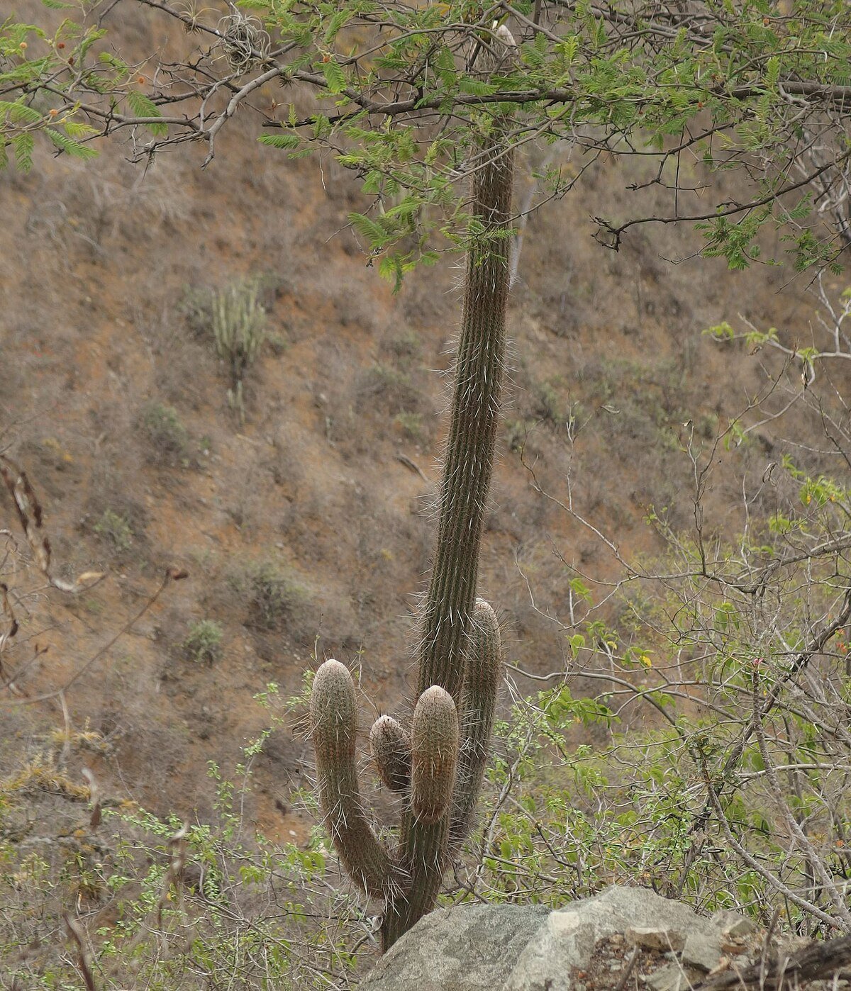 Cerro Patiurc