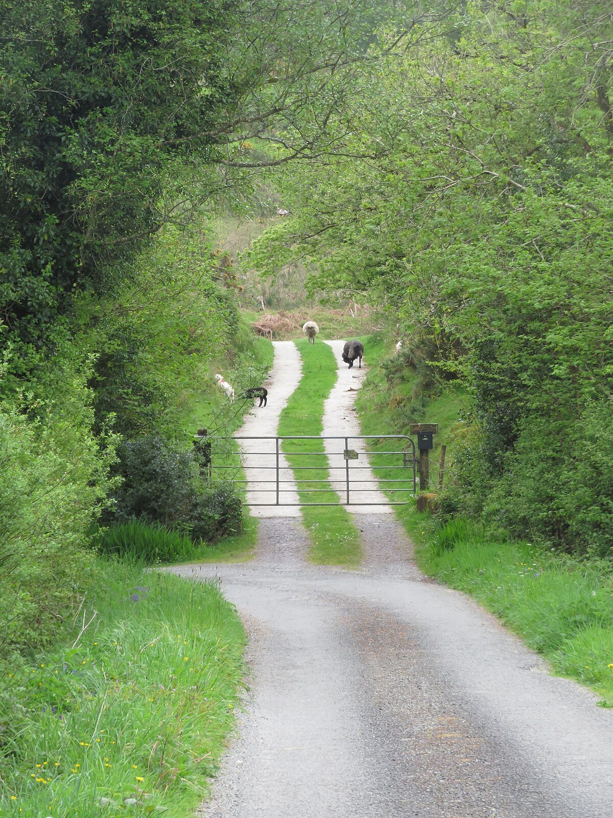 Barrerneen