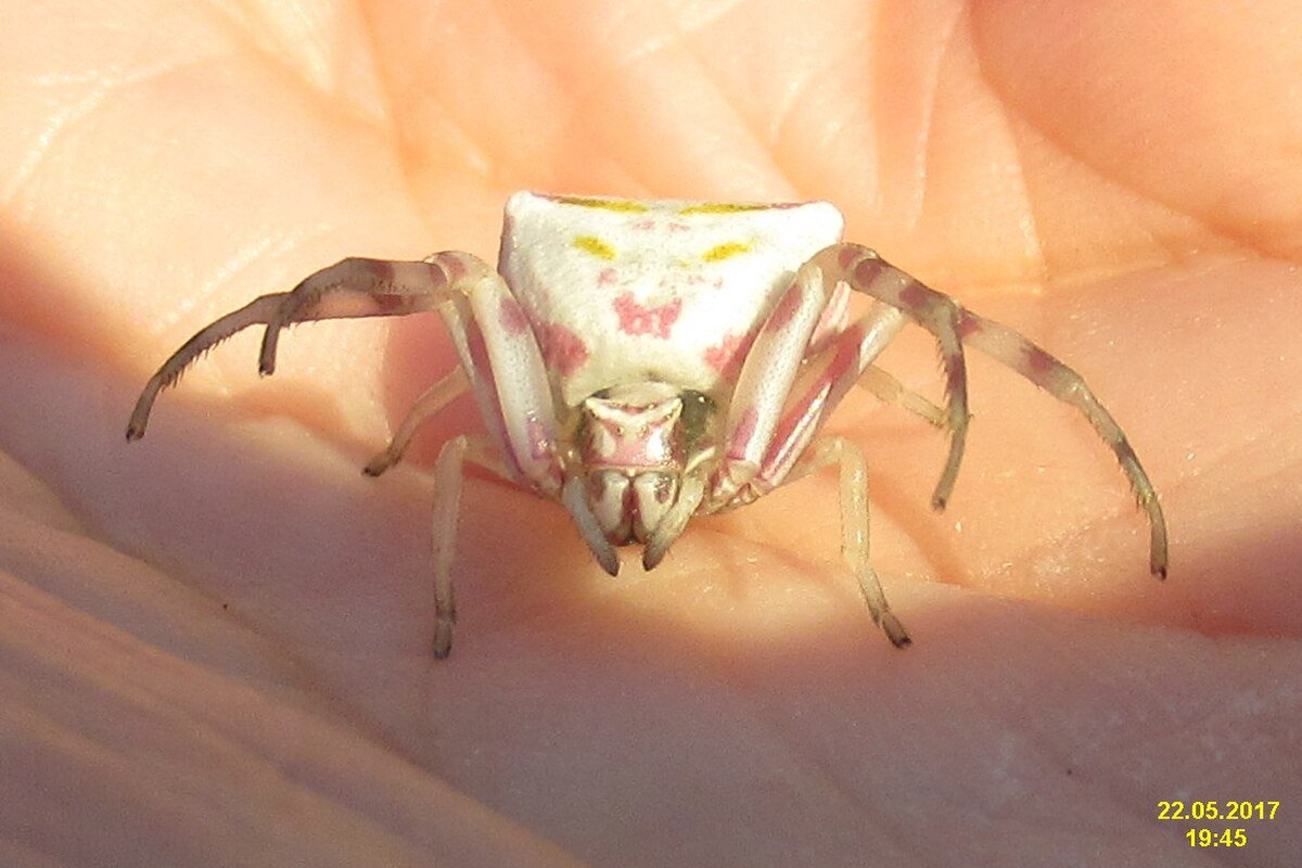 Asteri