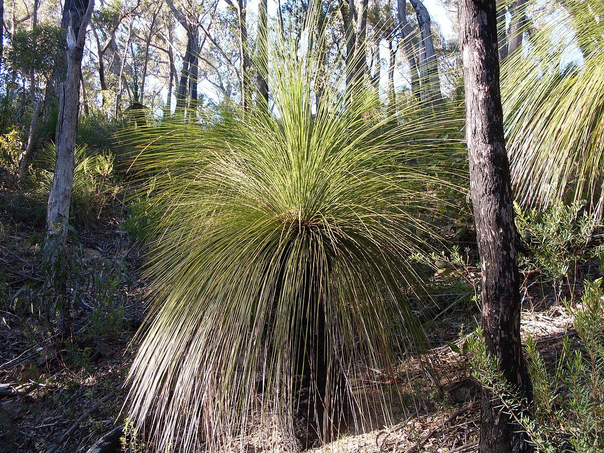 Budawang National Park