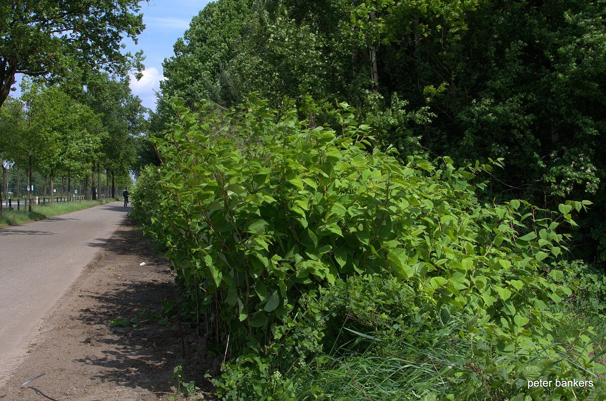 Buntven