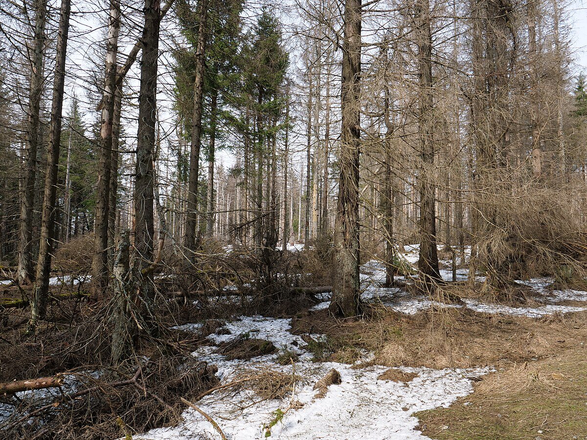 Harz National Park
