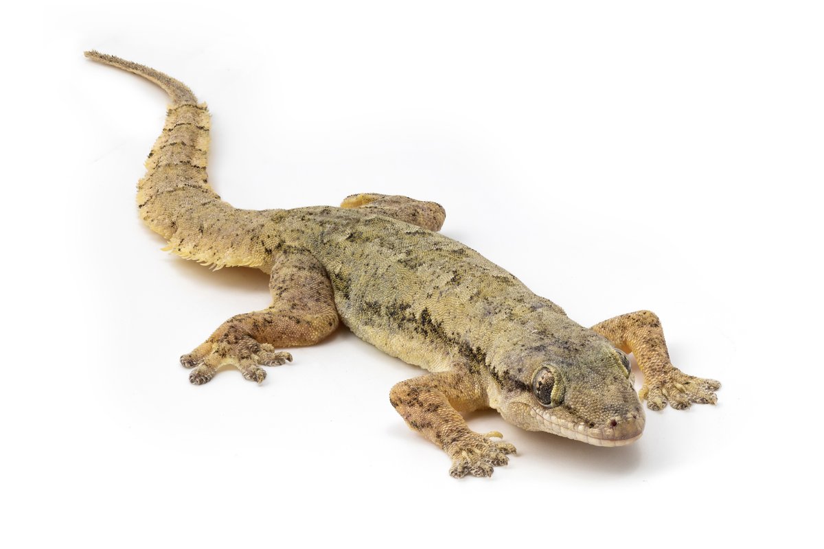 Big Lizard