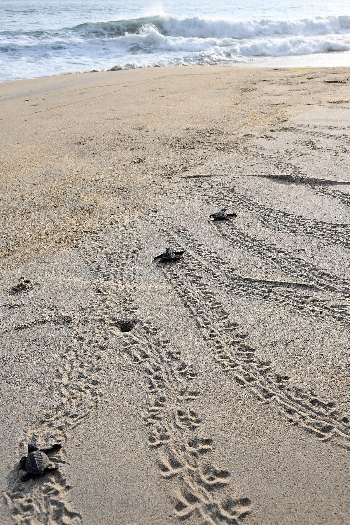 Playa Bachoco