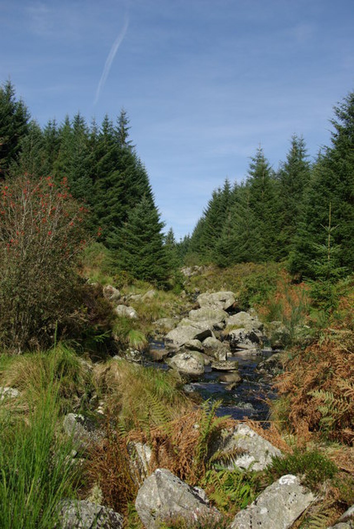 Craigie Linn