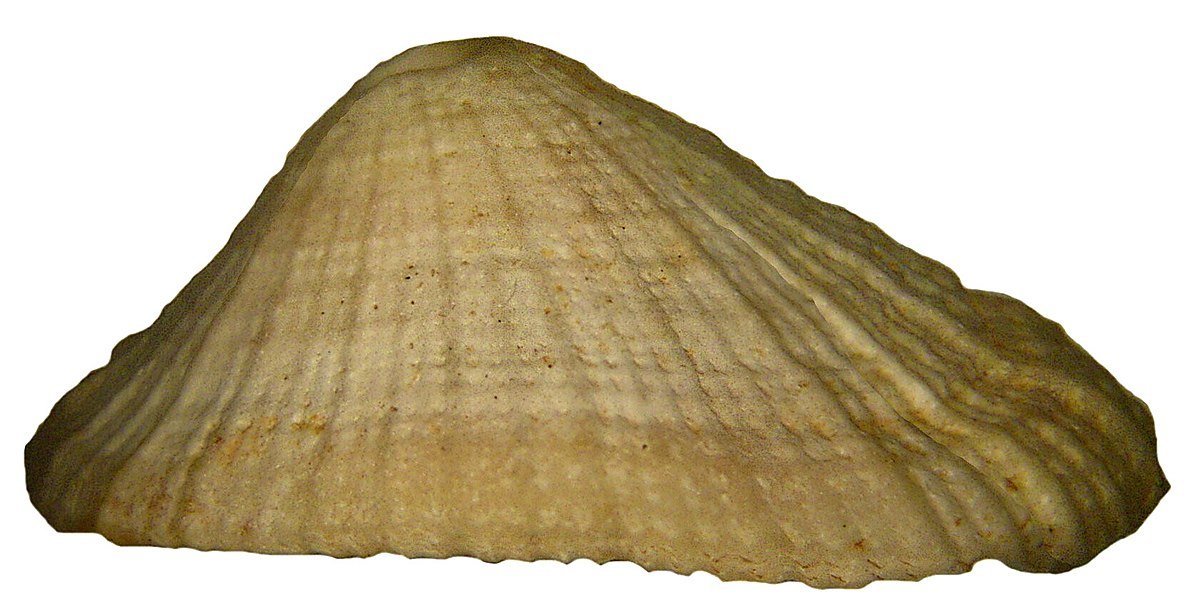 Itacimirim beach