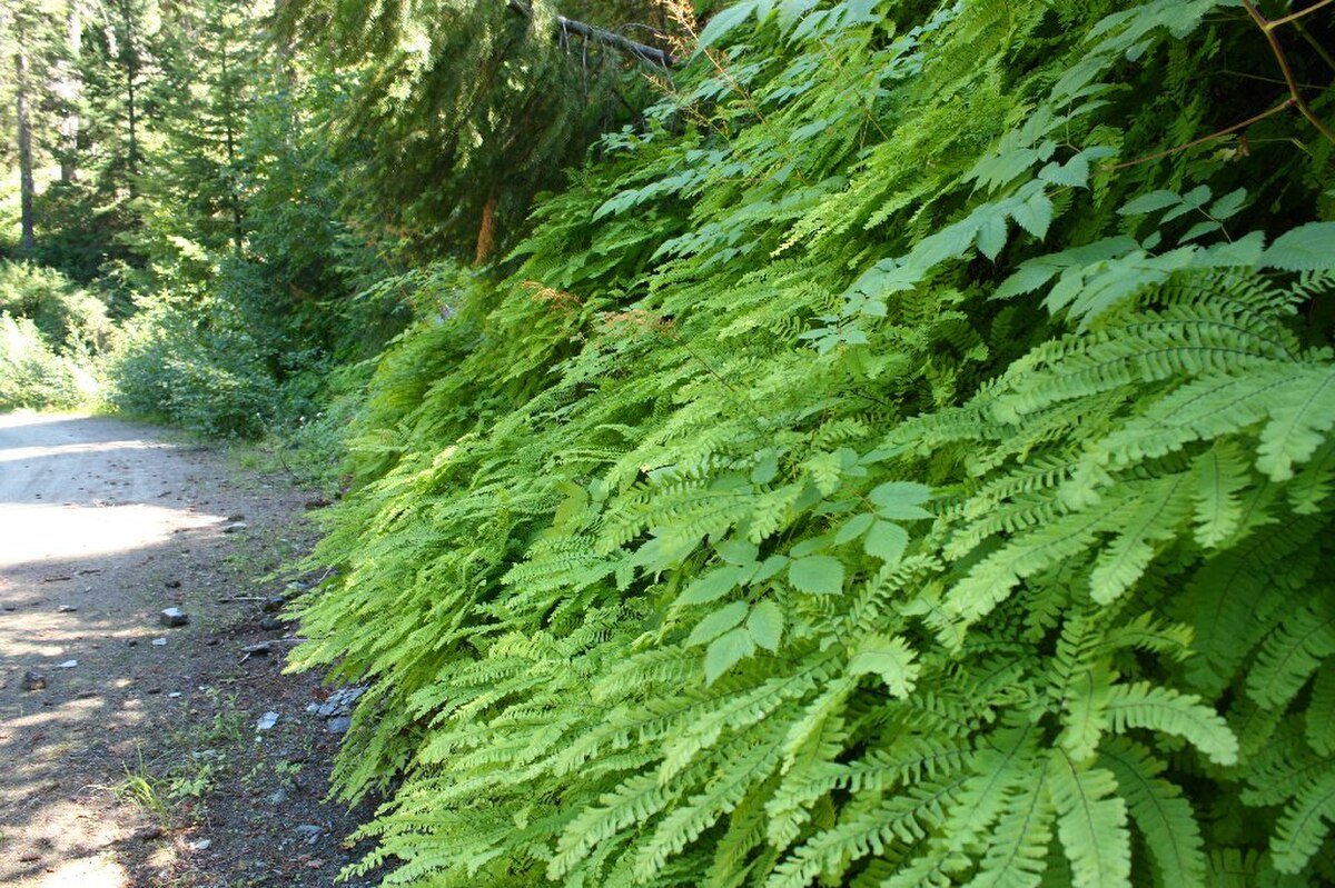 Abney Butte