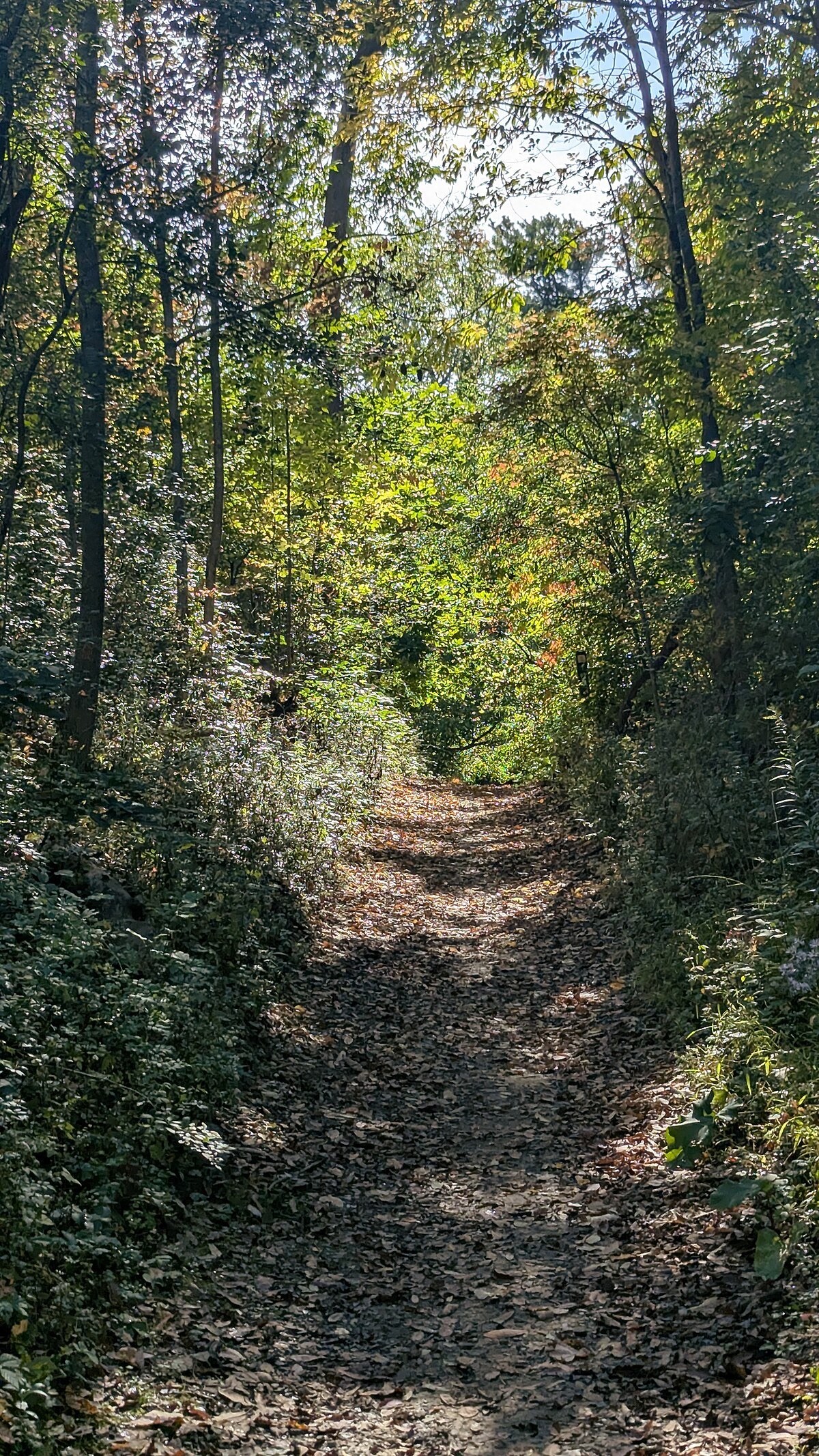 Betzner Falls