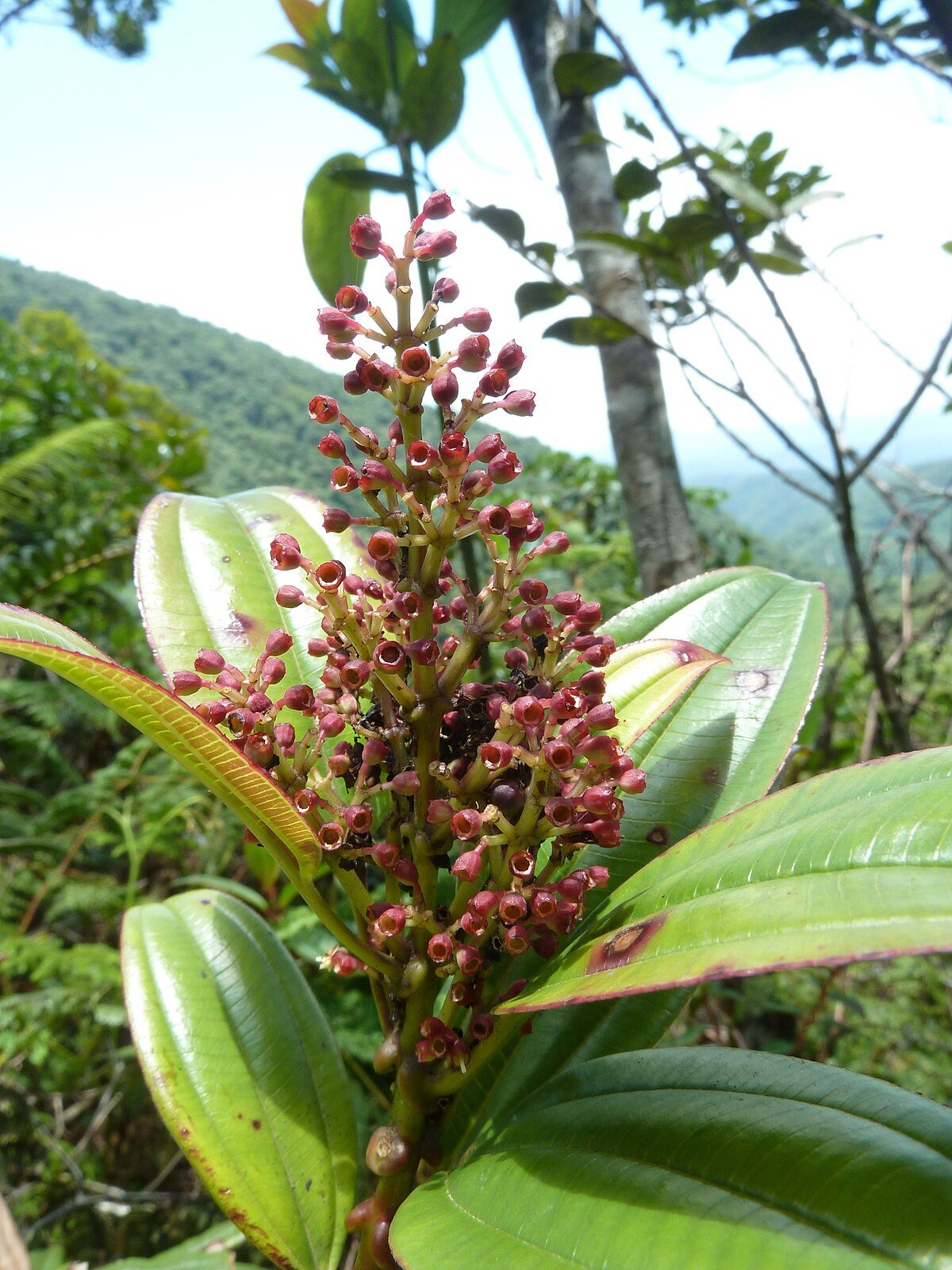 Cerro Caricias