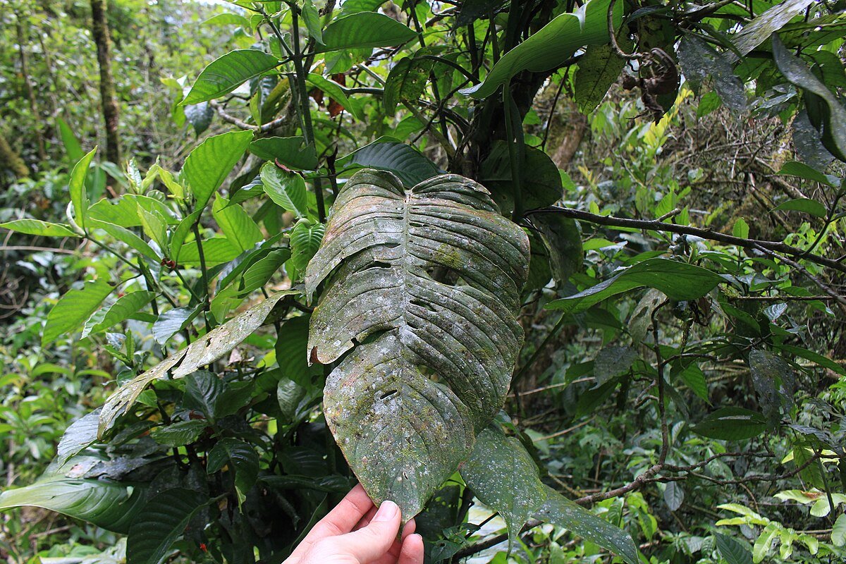 Cerro Carpintera