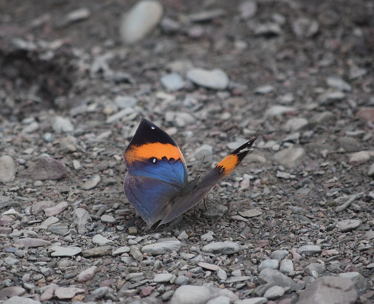 Raimona National Park