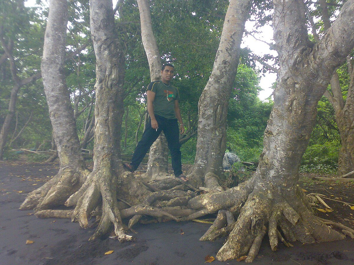 Pantai Liang