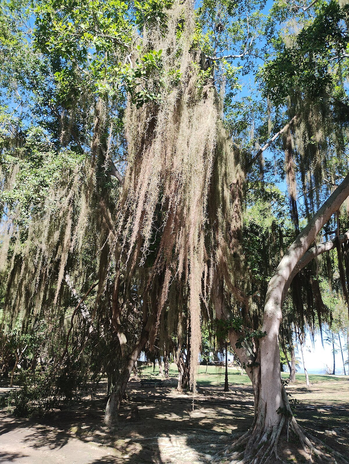 Laje do Machado