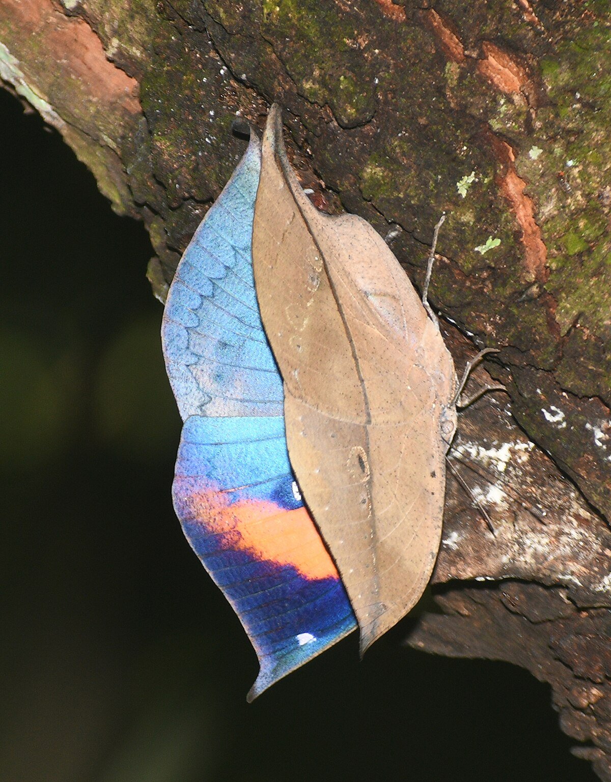 Murlen National Park
