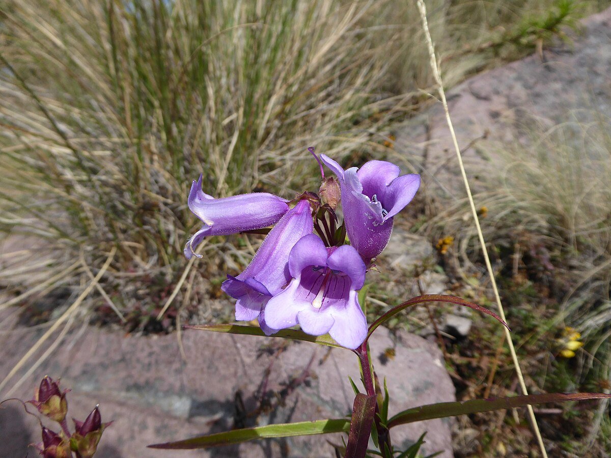 Cumbres del Ajusco National Park