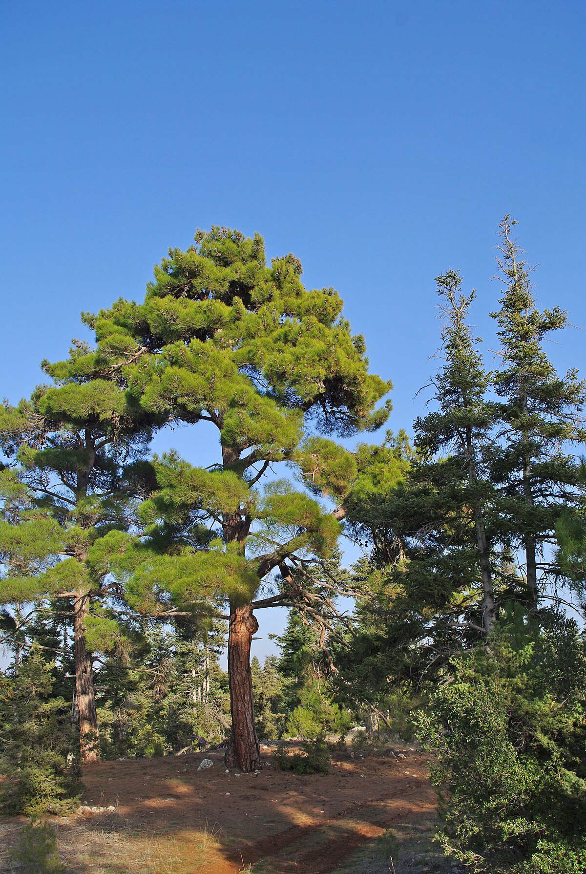 Kabakçı