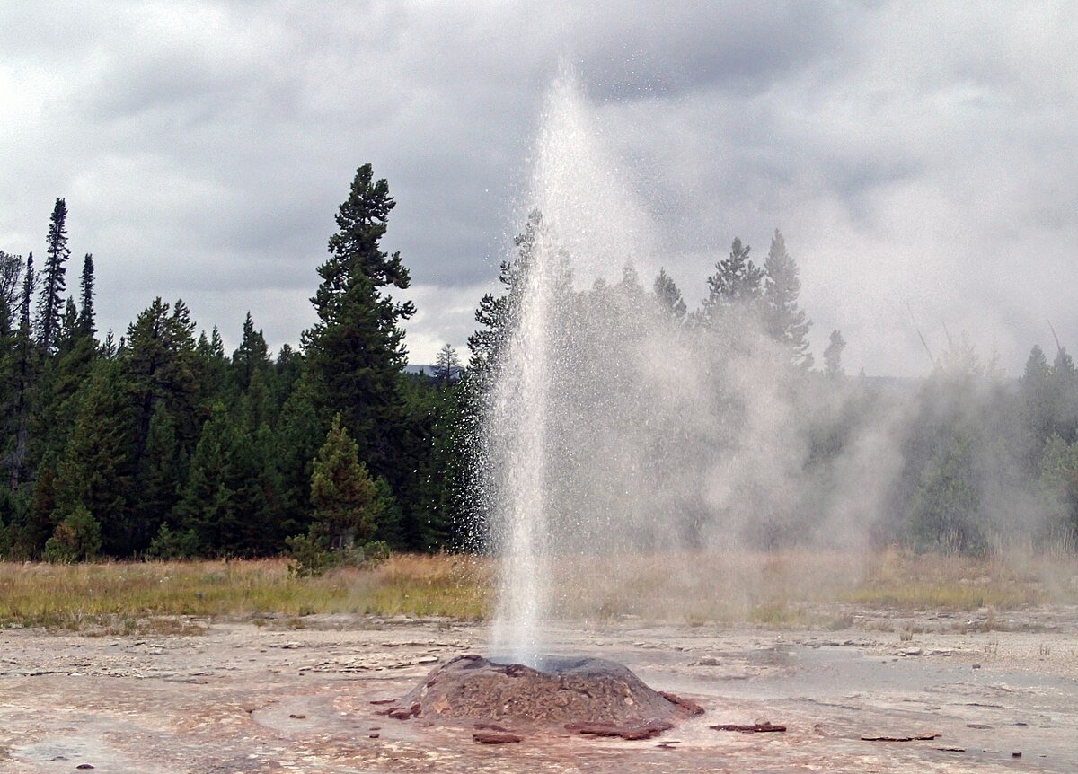 Narcissus Geyser