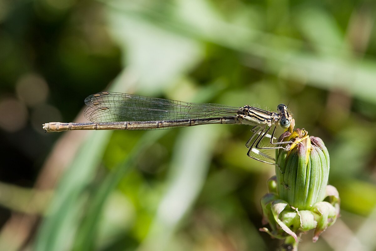 Jezero Butoniga